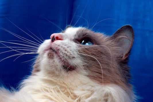 Katzenakne verstehen: Ursachen, Symptome und effektive Behandlung
