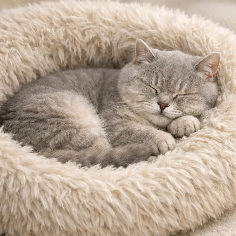 Gemütliches Katzenbett und hochwertiges Katzenzubehör im Shoka Onlineshop